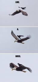 13753_funny-hawk-flying-crow-sit-on-it_copy_copy.