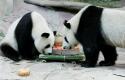 13886_129229-giant-pandas-lin-hui-and-chuang-chuang-play-with-an-ice-cake-at-chiang.