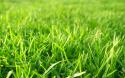 17757_FreeGreatPicture_com-15815-grass-material.