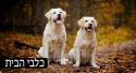 18576_dogs2.