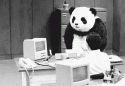 18688_Panda.