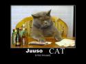 22417_Juuso_cat.