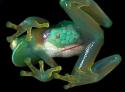 24662_a357_frog.