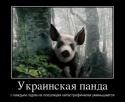 24977_Ukrainskaya-panda.