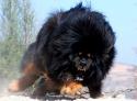 29262_tibetan-mastiff-dog.