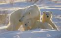 37231300635417_polar-bears-2_nevseoboi_com_ua.