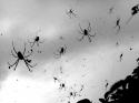 37409_black-and-white-inspiration-scary-spider-spiders-Favim.