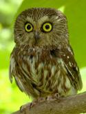 4111saw-whet-476-owl.