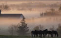 4249_Horse_and_Farm_Morning_Fog.