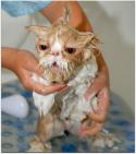 43064_funny-wet-cats-17.