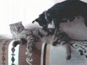 4309_funny-gif-dog-scratching-cat.