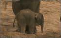 4621Baby_elephant_kicked.