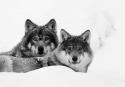 46870_gray_two_wolves_hidden_in_snow_wolfs_lovely_hd-wallpaper-637257.