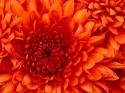 48415_Chrysanthemum.