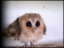 4853Baby_Scops_Owl_II_by_makibird.
