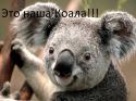 50760_Koala.