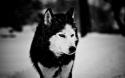 50780_desktop-hd-black-and-white-wolf-images.