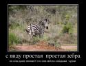 5100383332_s-vidu-prostaya-prostaya-zebra_demotivators_ru.