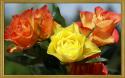53146_yellow-roses-rose-flower-pictures-218-PR.