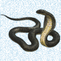 53274_Black-Snake-1.