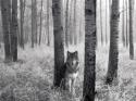 5568_Fantasy-Pictures-Wallpapers-Animals-Wolfs-12.