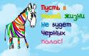 60733_prikolnoe-pozdravlenie-s-dnem-rojdeniya-zebra-1.
