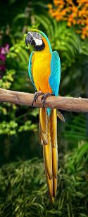 61287_250px-Blue-and-Yellow-Macaw.