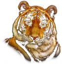 6272_tigr.