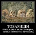 62824_106915131_large_sovuy_i_kotuy_yumor.