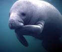 6356The-manatee-a-symbol-of-peace-tranquility-and-effeminate-wonder_.