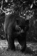6363Black_Panther_by_Opium_for_breakfast.