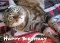 63682_happy_birthday_cat_card-p137249411449115132bflbv_400.
