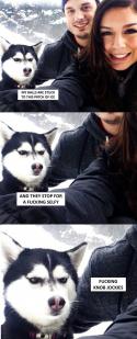 64696_funny-Husky-dog-snow-selfie-winter.