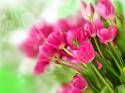 64697_Pink-flowers-bouquet-tulips_1920x1440.