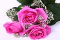 65234_flowers_rose_028.
