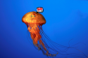 67626_jellyfish4.