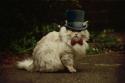 69349_cats-cat-hat-kitty-white-bow-tie-fluffy-red-hd-wallpapers-736x490.