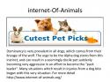 71147_internet-Of-Animals.