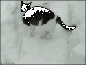 72217_Snow-cat-burrows.