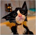 73410_funny-wet-cats-1.