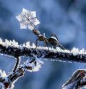 76155_snowflake-ant-584.