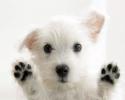 7623Animals_Dogs_Dog_on_your_screen_027570_.
