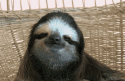 82849_sloth.