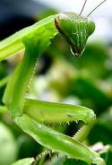 85147_220px-Praying_Mantis_by_clearlyambiguous.