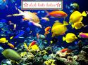 86587_Coral_reef_life_Fish_wallpapers.