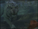 86672_Underwater_tiger_eats.