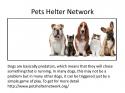 90958_Pets_Helter_Network.