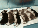 935puppies_gif.