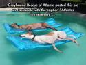 96034_cool-Greyhound-dogs-resting-pool.