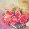 9661ws_Beautiful_Pink_Rose_1600x1200.